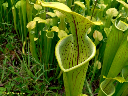 {Sarracenia oreophila}